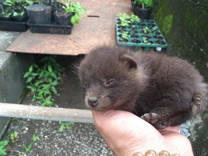 시골 할아버지가 키우는 혈통견 . jpg_2.jpg