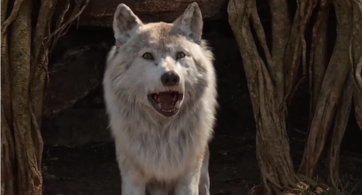 [정글북:소년 모글리] 호랑이 vs 늑대_28.jpg