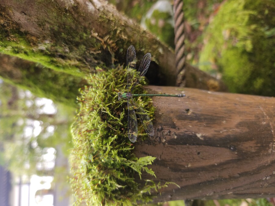 단풍과 이끼. 니가타 9박10 여행 - 2_17.jpg