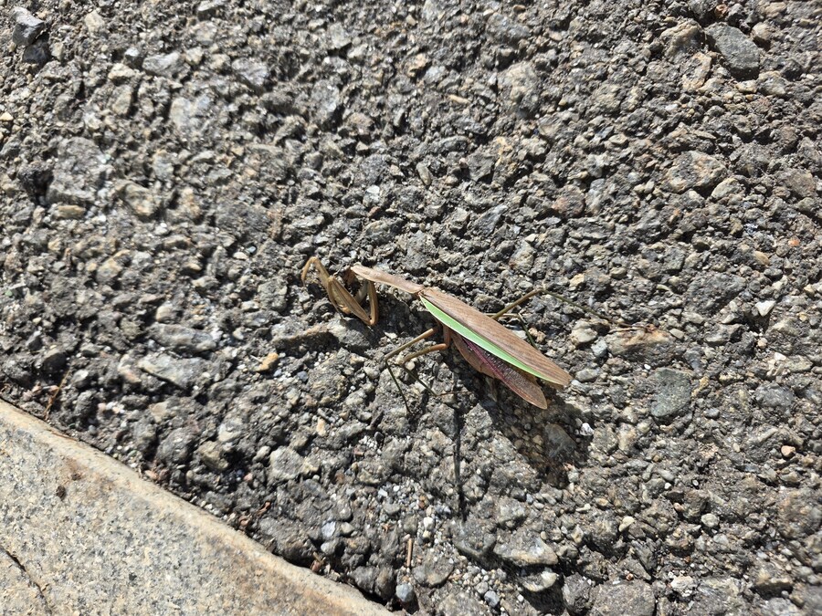 혐)님들 연가시 빠져나간 사마귀 본 적 있음?_2.jpg