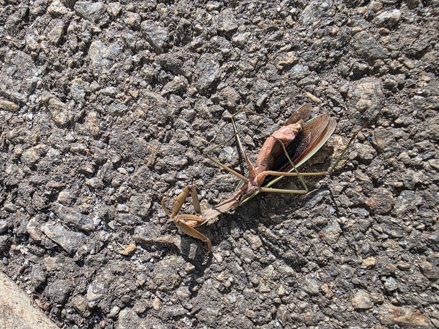 혐)님들 연가시 빠져나간 사마귀 본 적 있음?_3.jpg