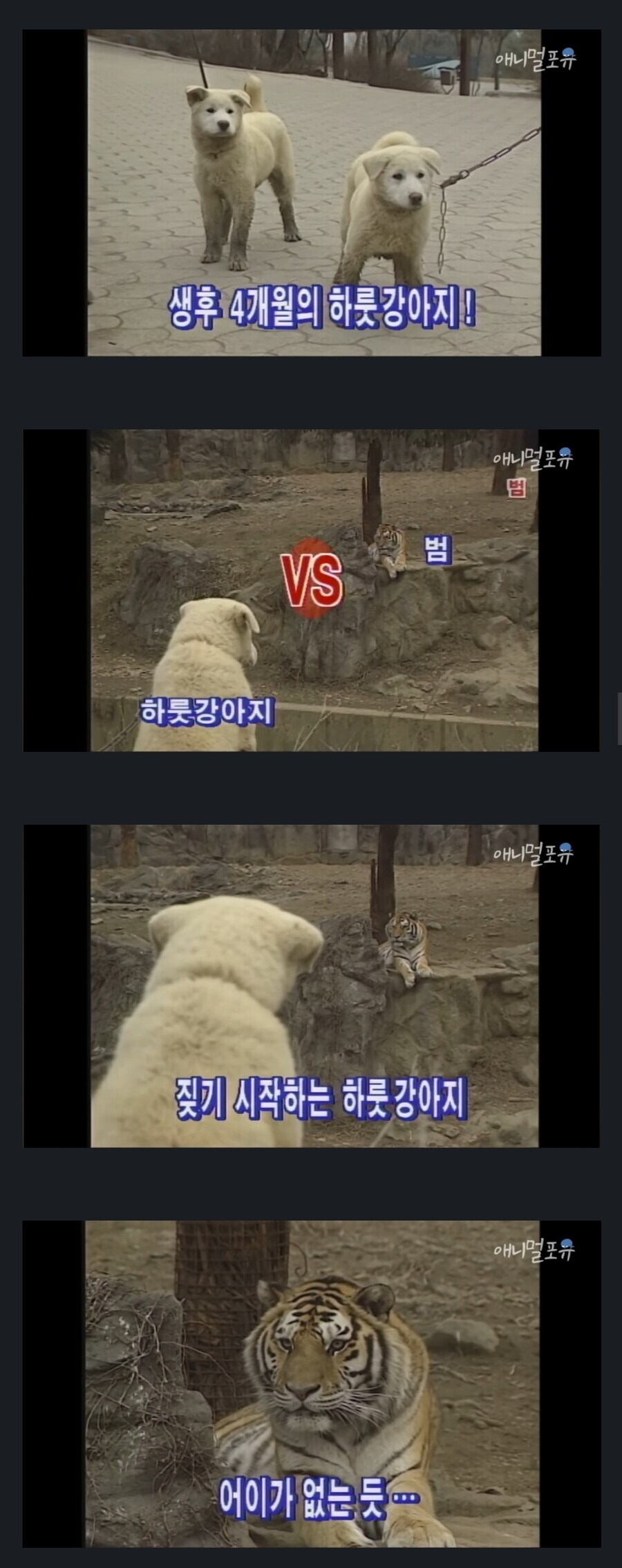 하룻강아지는 정말 범 무서운지 모를까?.jpg_1.jpg