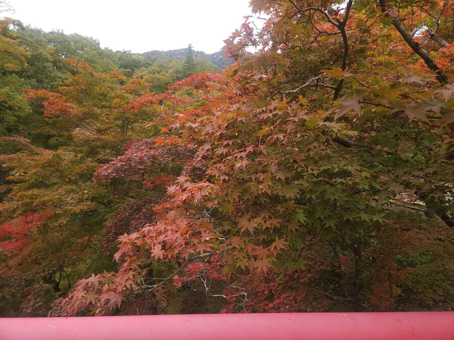 단풍과 이끼. 니가타 9박10 여행 - 4_2.jpg