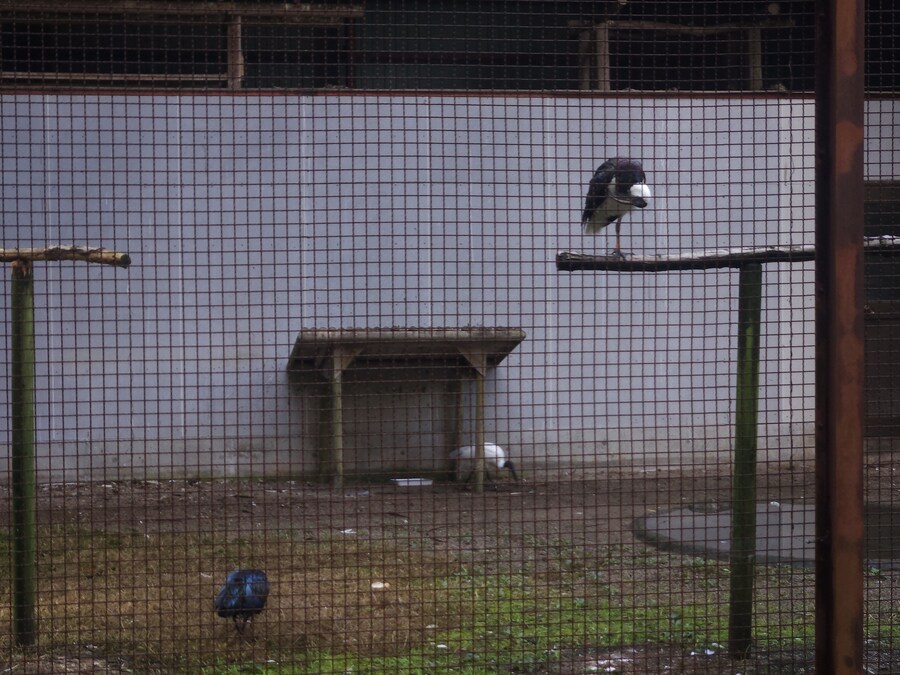 단풍과 이끼. 니가타 9박10 여행 - 4_38.jpg