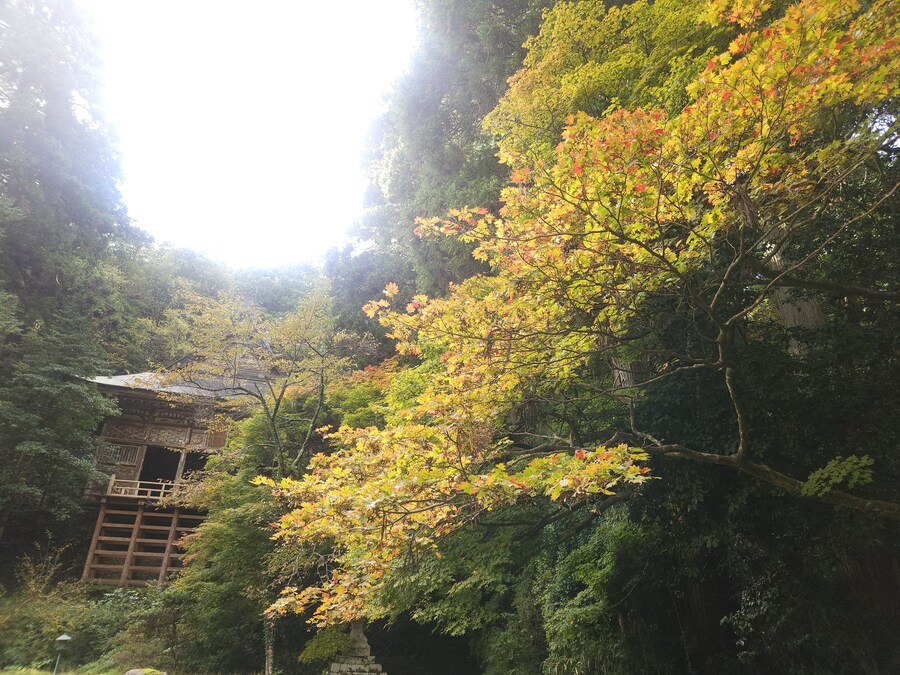 단풍과 이끼. 니가타 9박10 여행 - 4_39.jpg