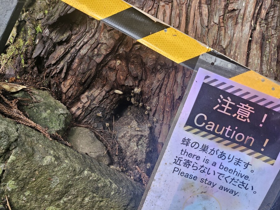 단풍과 이끼. 니가타 9박10 여행 - 4_42.jpg