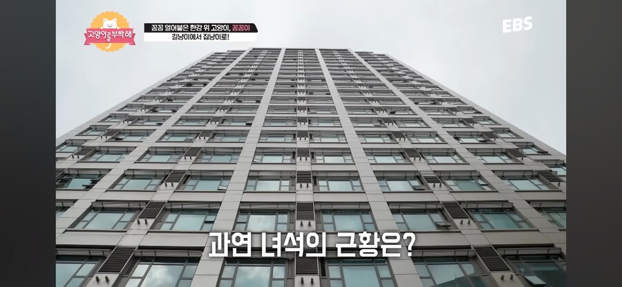 꽁꽁 얼어붙은 한강 걷던 고양이 근황_6.jpg