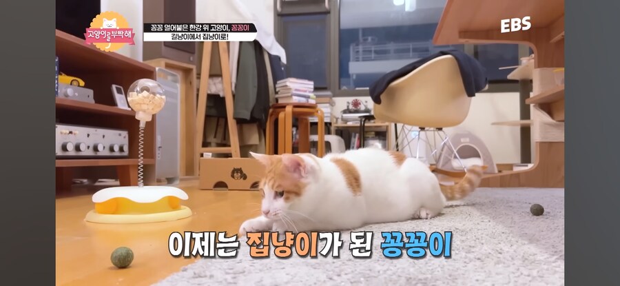 꽁꽁 얼어붙은 한강 걷던 고양이 근황_8.jpg