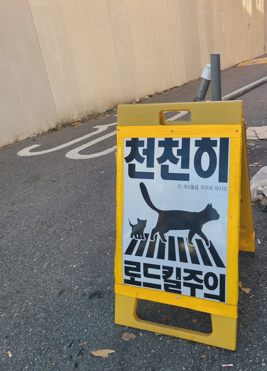 길거리에 로드킬 주의가 있냐. 여기가 고양이 나라냐_1.jpg