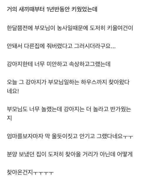 다른 집 분양 보낸 강아지가 집까지 찾아왔어요.jpg_2.jpg
