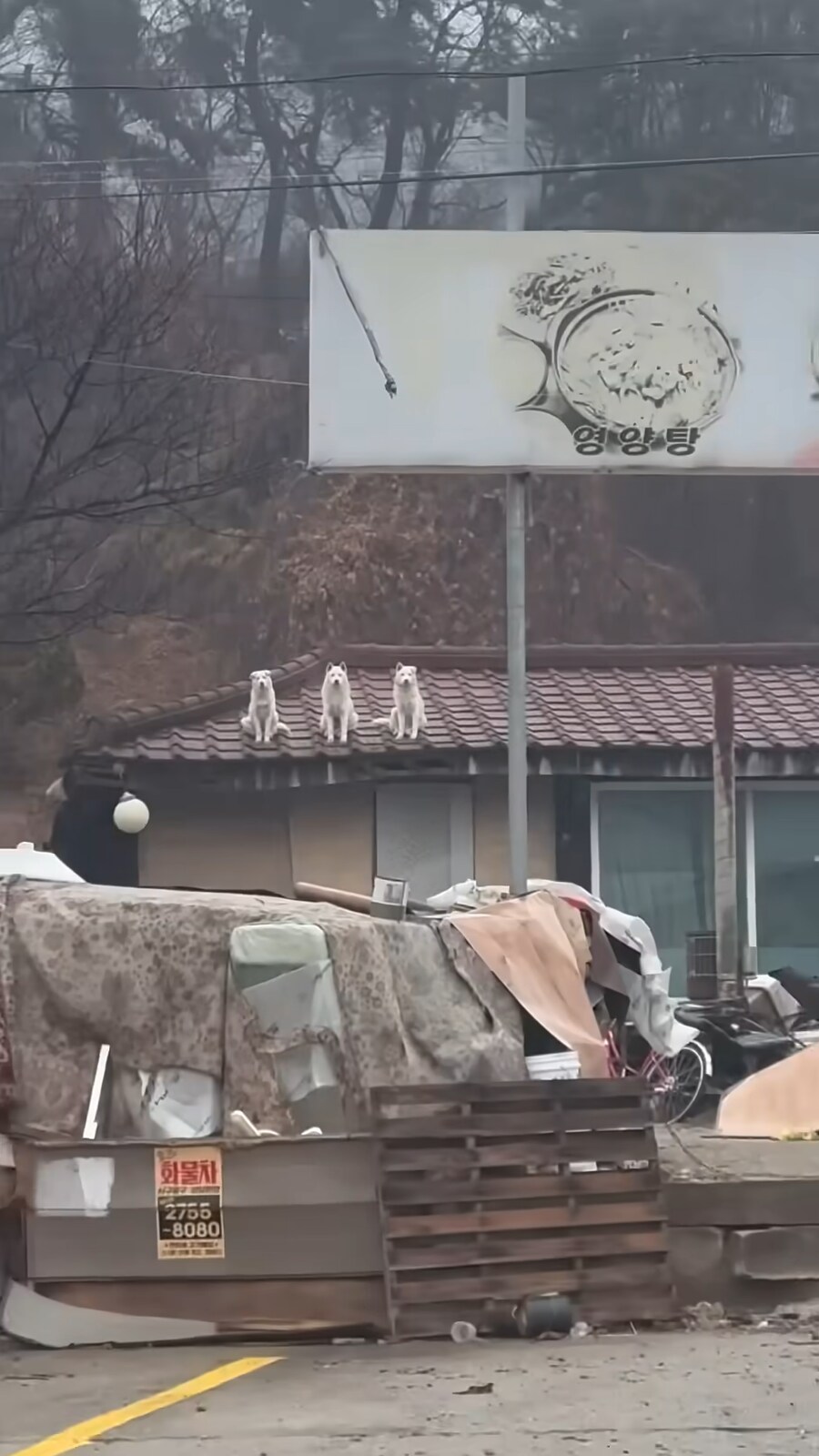 영양탕집 3대장견_3.png