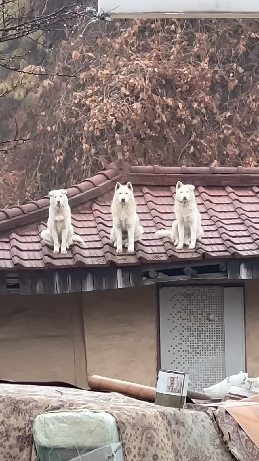 영양탕집 3대장견_4.png