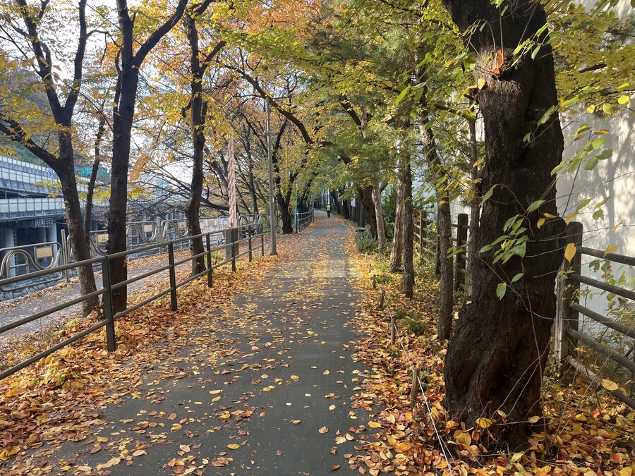 주말 단풍길._1.jpg