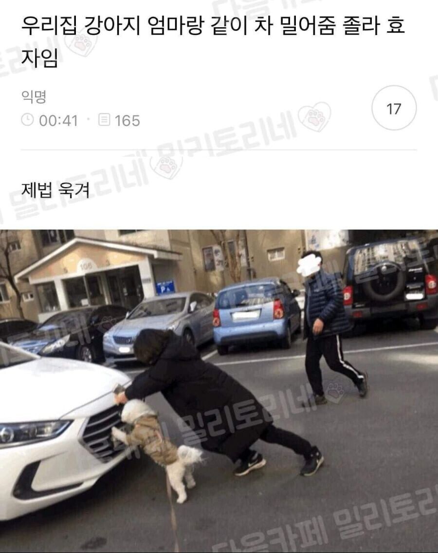 졸라 효자 멍뭉이들.jpg_1.jpg
