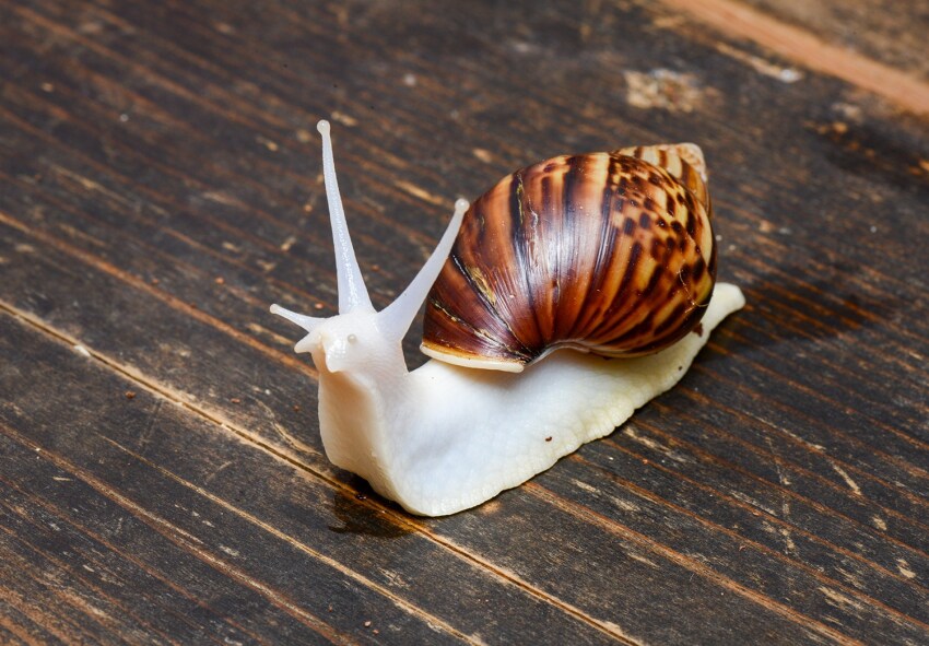 포켓몬에서 직관성 개나 줘버린 타입_4.png