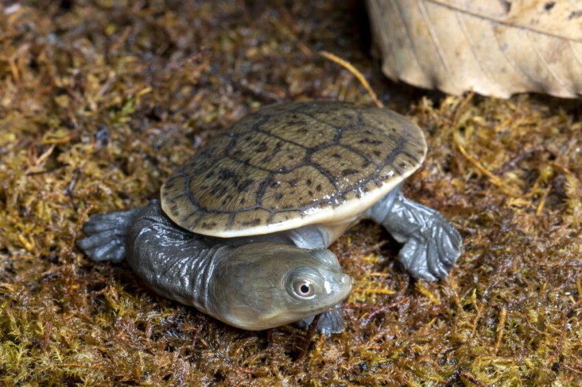 포켓몬에서 직관성 개나 줘버린 타입_10.png