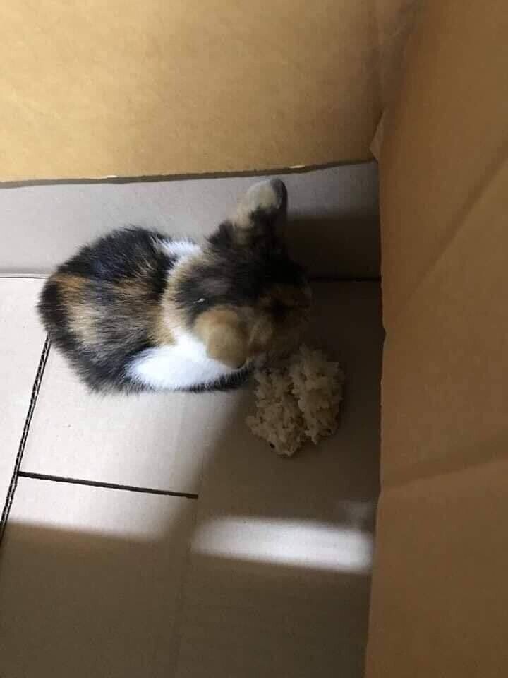 고양이가 밥을 안먹어요.jpg_3.jpg