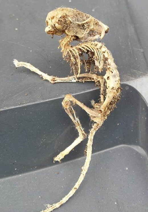 약혐) 부엌 찬장에서 나온 에일리언 해골_1.jpg