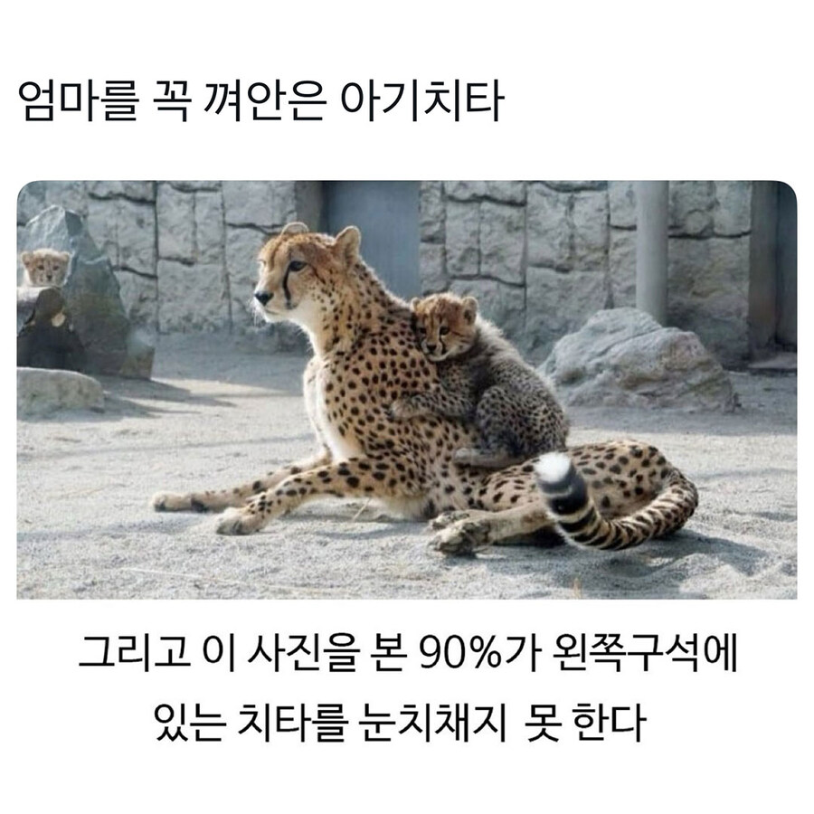 엄마 껌딱지 아프리카 길냥이_1.jpg