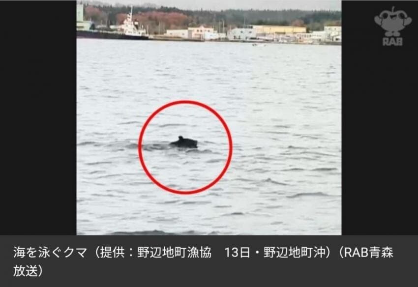 곰 때문에 지옥도가 펼쳐진 일본 근황_4.jpg