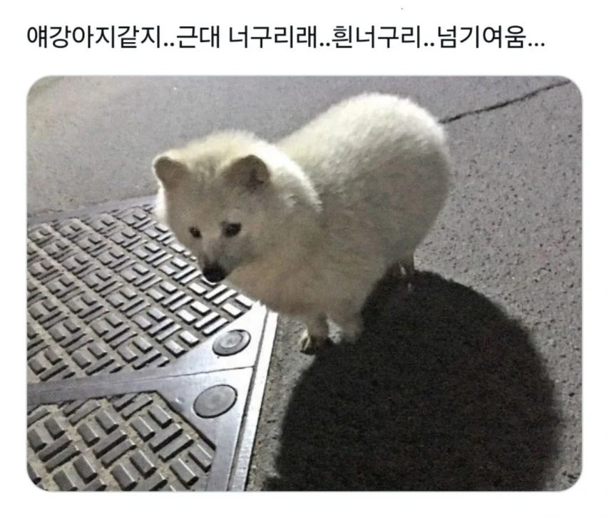 애 강아지 같지..._1.webp