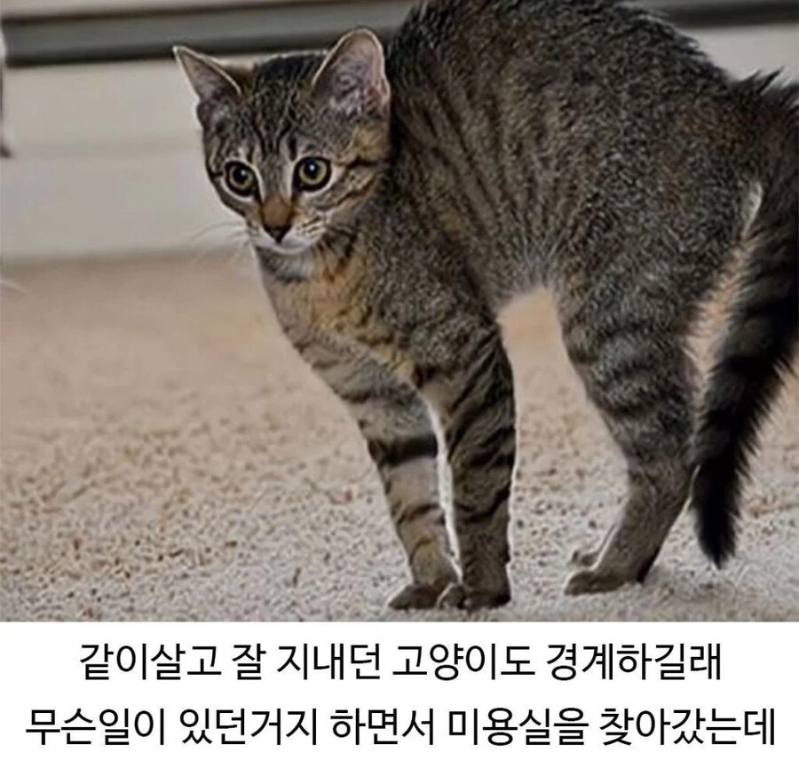 미용실 다녀온 골댕이가 표독해진 이유_5.jpg