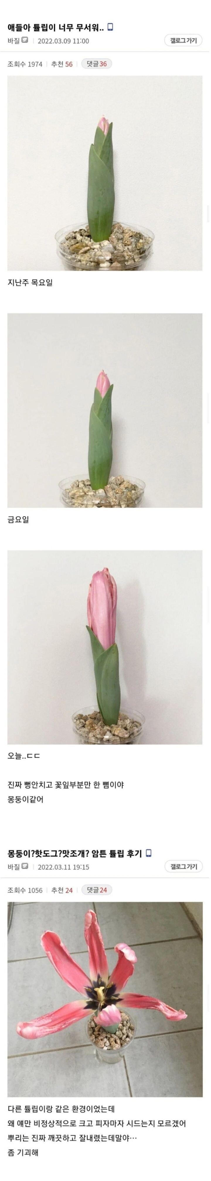 얘들아 내가 키우는 튤립이 무서워_1.jpg