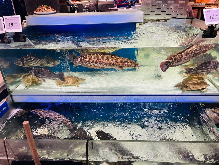 중국 연태에서 도로롱과 함께 연태고량주에 꿔바로우_3.jpg