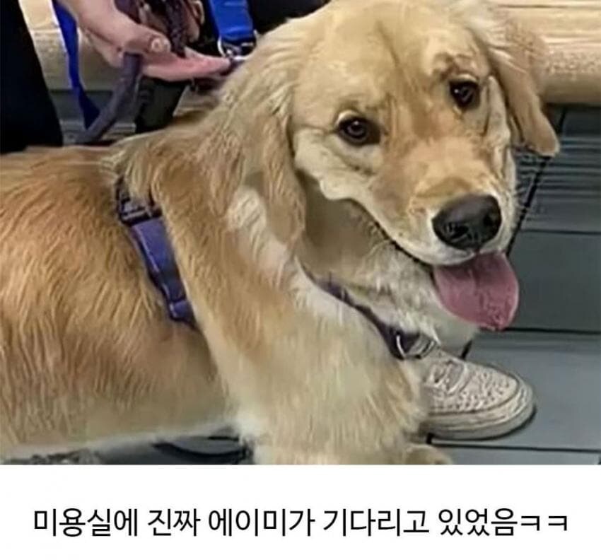 골댕이가 얼마나 착한지 알 수 있는 일_6.jpg