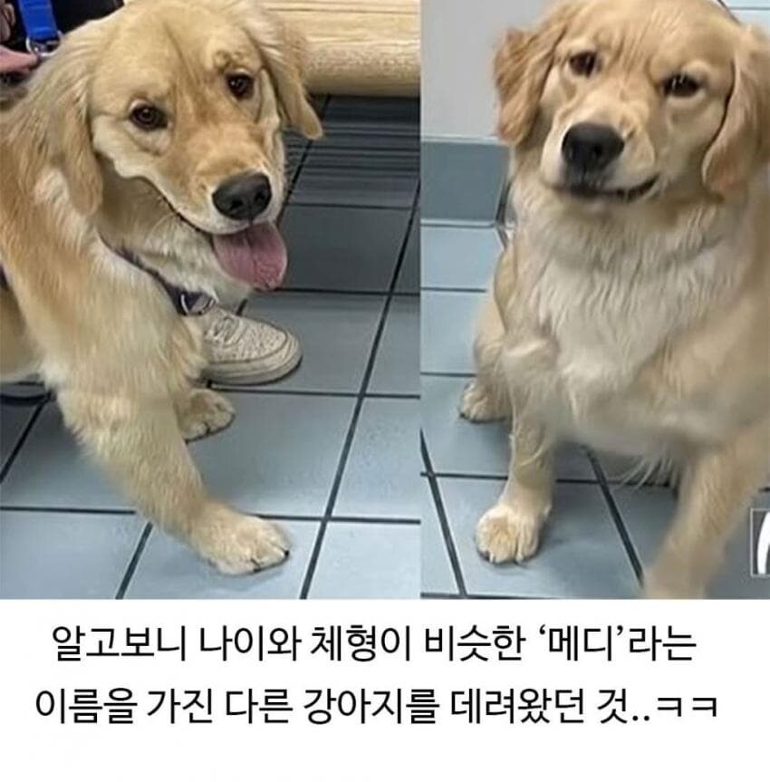 골댕이가 얼마나 착한지 알 수 있는 일_7.jpg