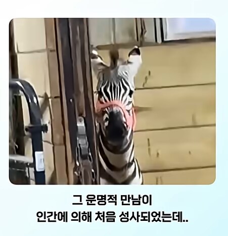 말이 얼룩말을 만나면 보이는 반응_2.png