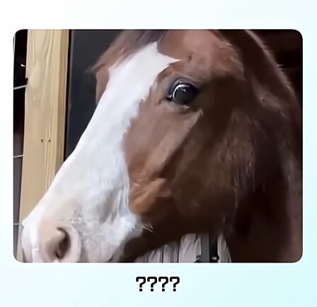 말이 얼룩말을 만나면 보이는 반응_3.png