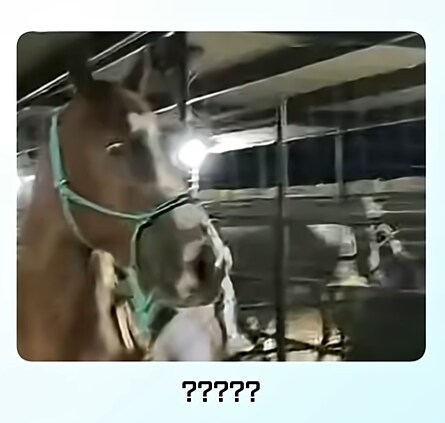 말이 얼룩말을 만나면 보이는 반응_5.png