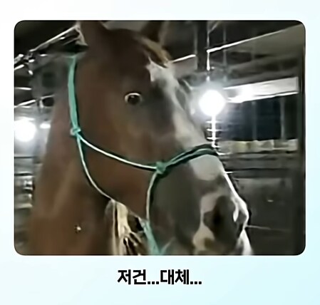 말이 얼룩말을 만나면 보이는 반응_6.png