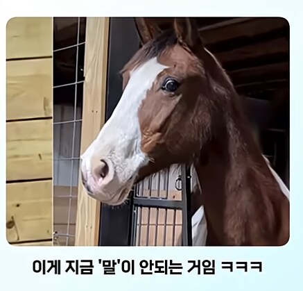 말이 얼룩말을 만나면 보이는 반응_8.png