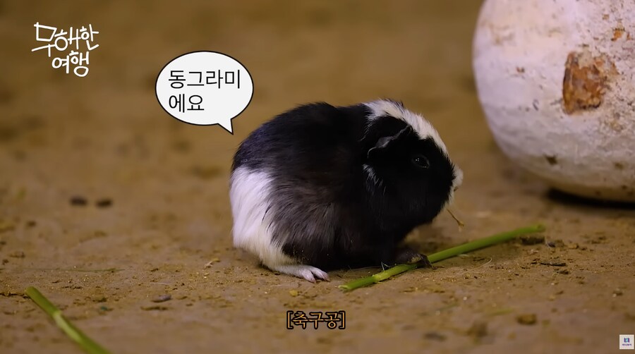 귀여운 동물(설치류 대환영) 이름 지어드립니다_1.png