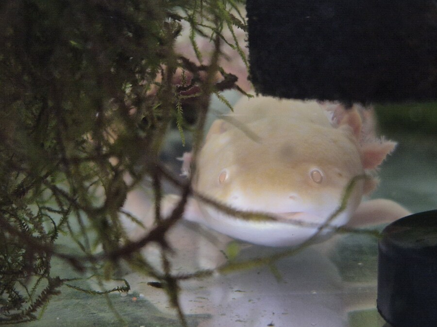 수조)지켜보는 럼프_1.jpg