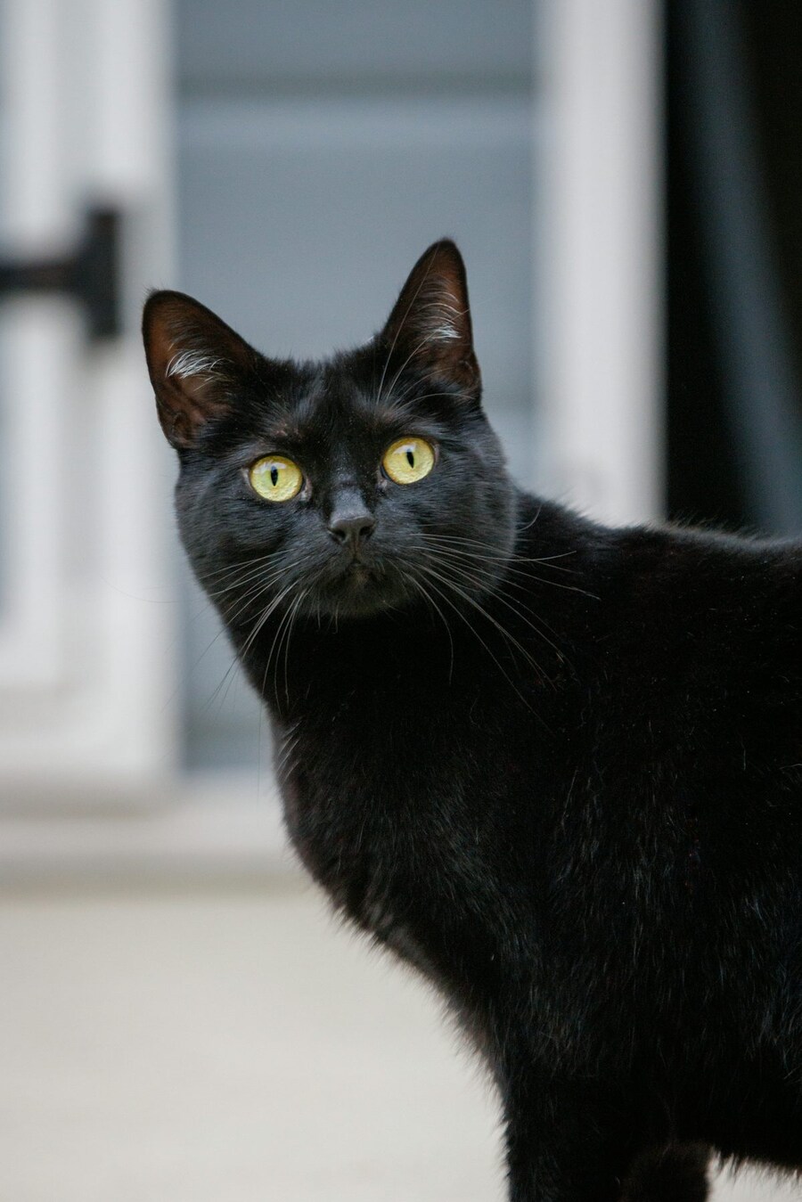 호불호)검은고양이 vs 흰고양이_17.jpg