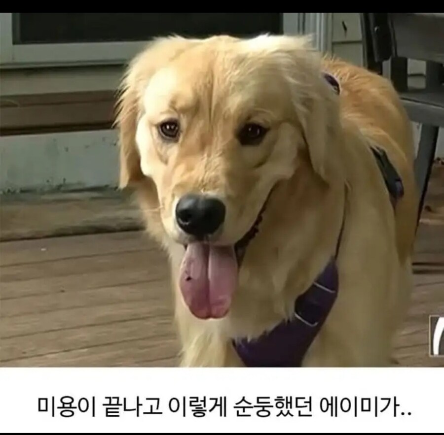 미용실다녀오니 성격 나빠진 골든리트리버ㅋㅋ_2.jpg