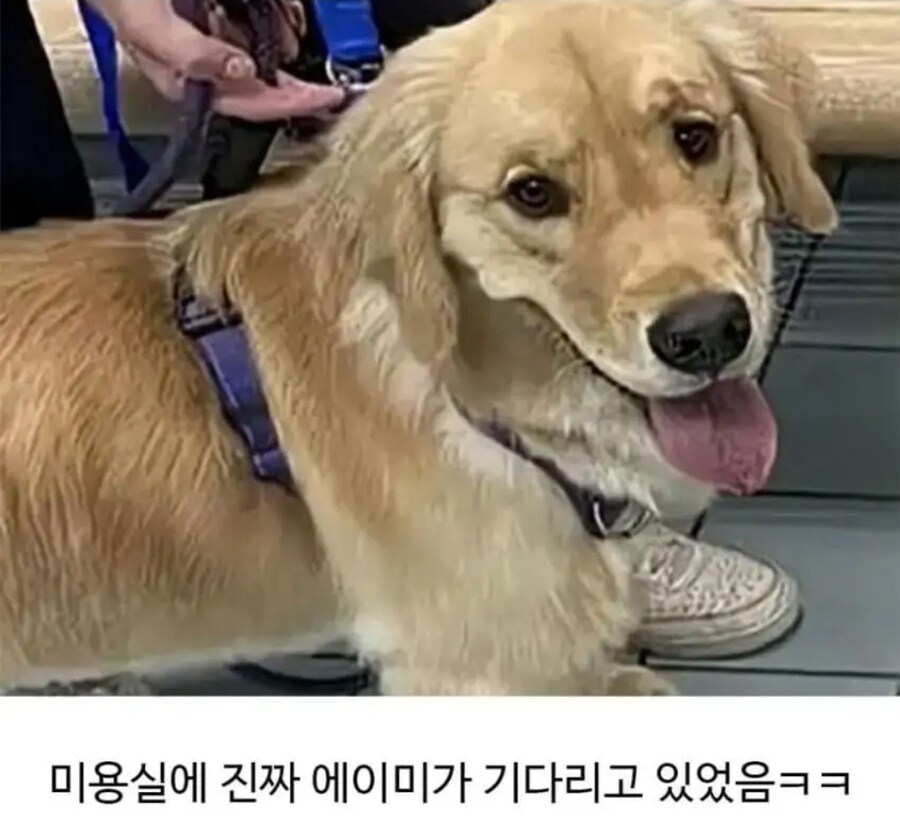 미용실다녀오니 성격 나빠진 골든리트리버ㅋㅋ_6.jpg