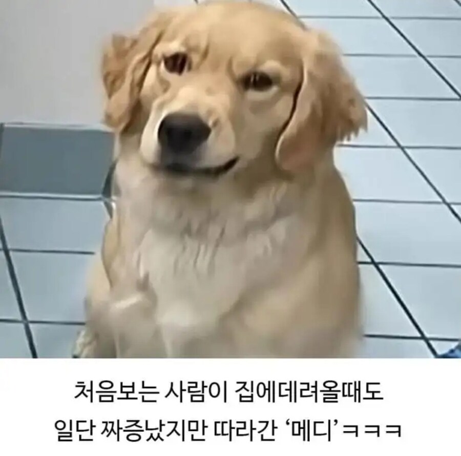 미용실다녀오니 성격 나빠진 골든리트리버ㅋㅋ_8.jpg