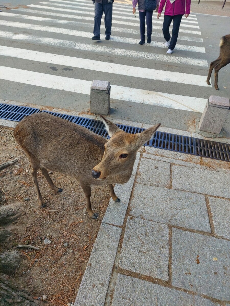 나라 사슴공원_2.jpg