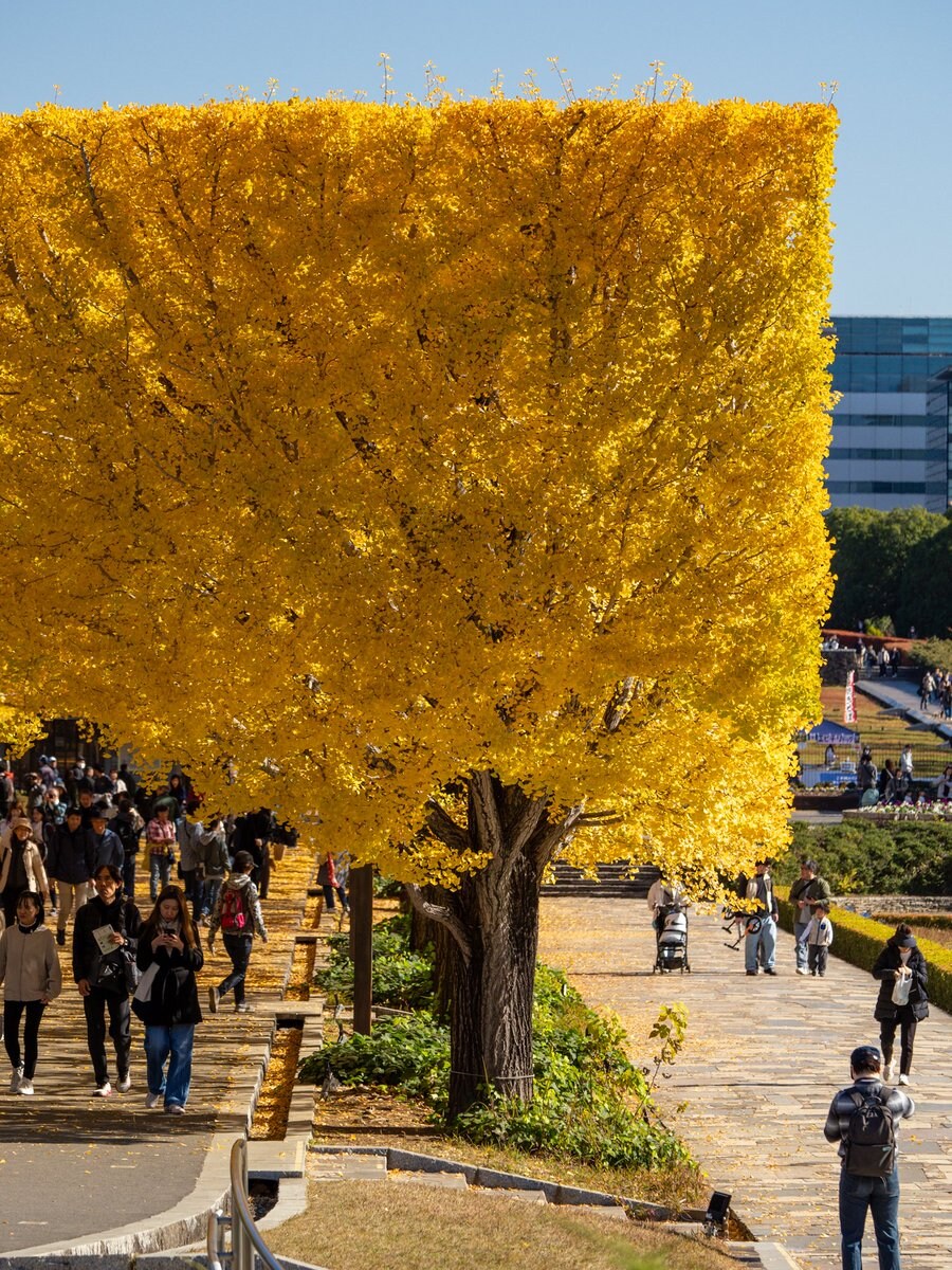 정원사가 공들여서 깍은 은행나무_1.jpg