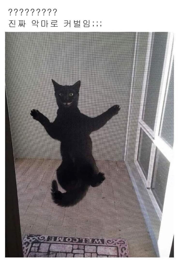 조금 까맣지만 귀여운 고양이 입양 후기 jpg_2.jpg