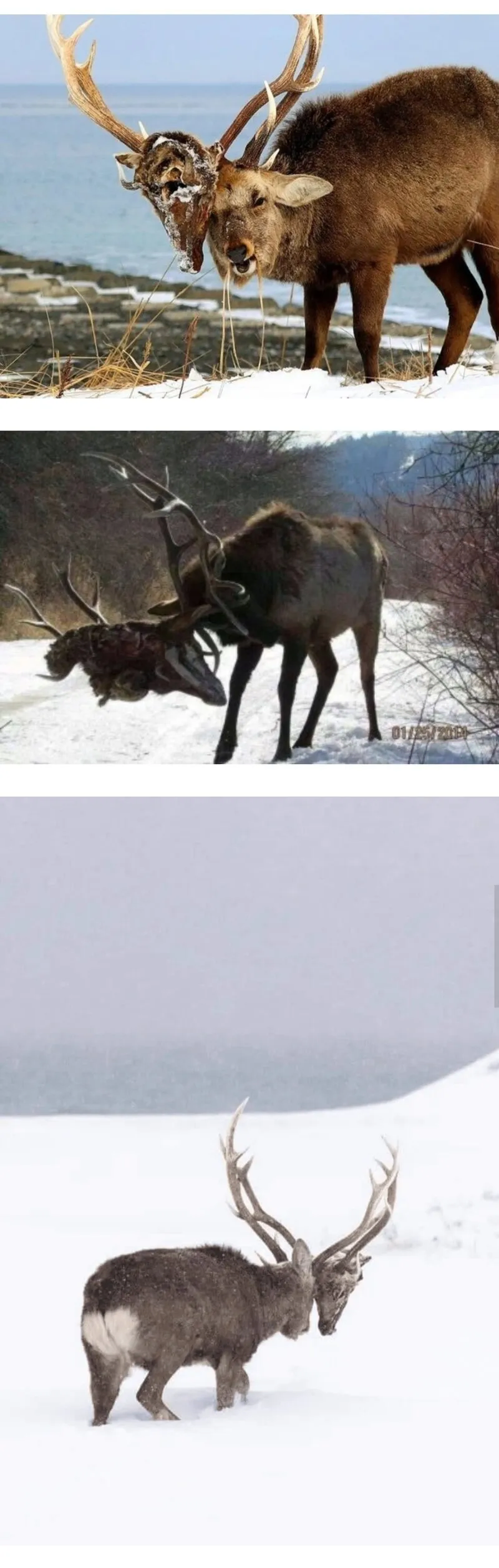 (약혐) 내가 죽인 적을 영원히 마주해야 하는 저주 ㄷㄷㄷㄷㄷ_1.webp