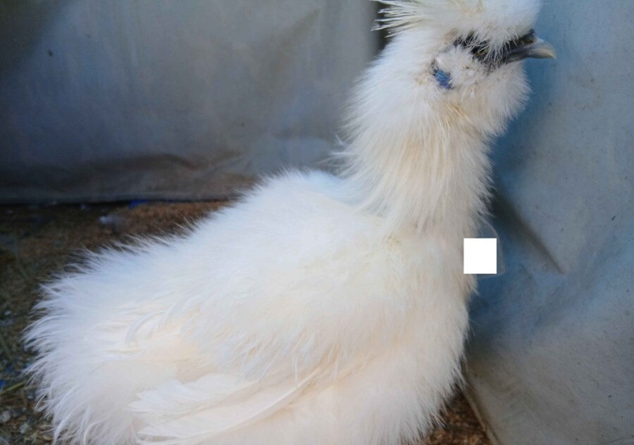 리노아 몰래 이름표붙은 닭들 올려야지_5.png