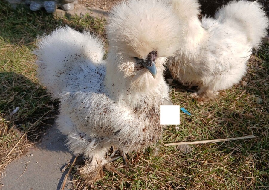 수녀님 몰래 이름표생긴 닭들 올리기_4.png