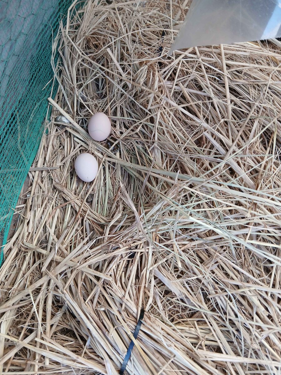 수녀님 몰래 이름표생긴 닭들 올리기_8.jpg