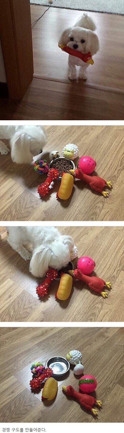 밥 안 먹는 강아지 밥 먹이는 방법.jpg_1.jpg