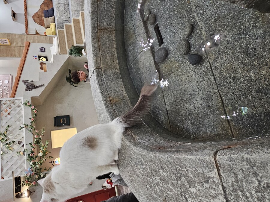 이고양이는 꼬리를물에담그는걸좋아하는듯_1.jpg